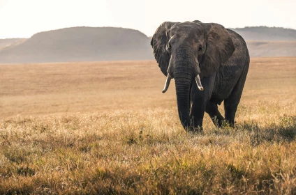 AIR TICKETS PROMOTION! Kenya, Bratislava - Mombasa - Bratislava 05.02.2027-12.02.2027 3941 zł