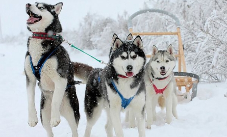 BILETY LOTNICZE! PROMOCJA! Finlandia, Bukareszt - Rovaniemi - Bukareszt 23.12.2024-27.12.2024 3040 zł