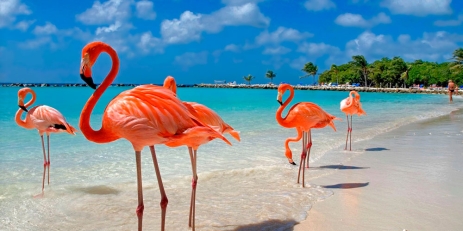 BILETY LOTNICZE! PROMOCJA! Dominikana, Punta Cana - Warszawa 22.11.2025 2200 zł