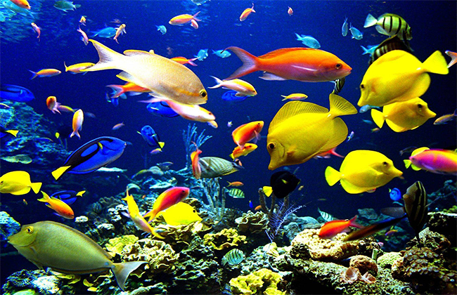 BILETY LOTNICZE! PROMOCJA! Egipt, Bukareszt - Sharm el Sheikh - Bukareszt 29.11.2025-06.12.2025 1194 zł