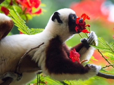 BILETY LOTNICZE! PROMOCJA! Madagaskar, Warszawa - Nosy Be - Warszawa 01.12.2025-09.12.2025 4672 zł